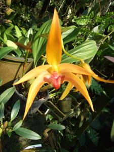 Bulbophyllum Frank Smith