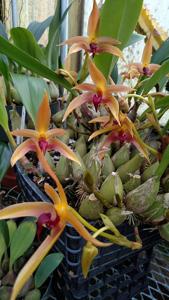 Bulbophyllum Frank Smith