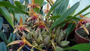 Bulbophyllum Frank Smith