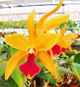 <i>Cattlianthe</i> Borecka's Brilliant