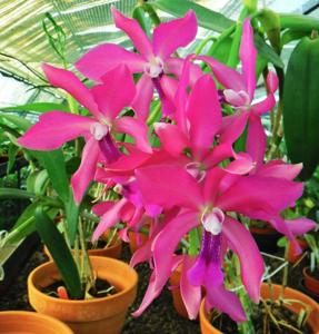 Cattlianthe Borecka's Brilliant