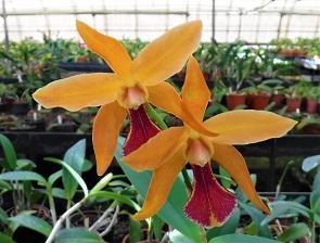 Cattlianthe Borecka's Brilliant