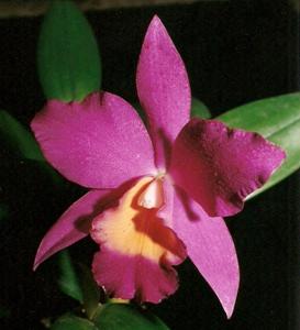 Cattlianthe Madeira Doll