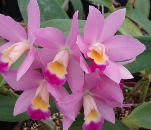 Cattlianthe Madeira Doll