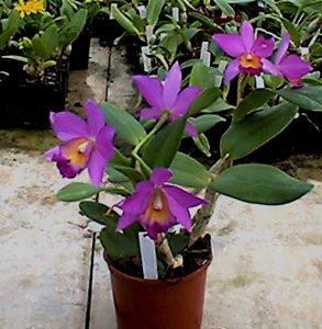 Cattlianthe Madeira Doll