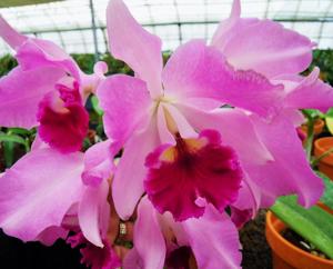 <i>Cattlianthe</i> Mummy's Mariner