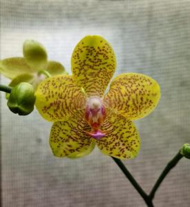 <i>Phalaenopsis</i> Brother Pico Redwing