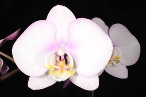 <i>Phalaenopsis</i> Akatsuka Jewel