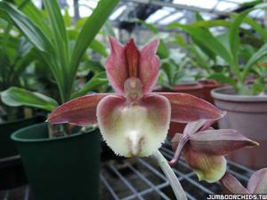 Catasetum Jumbo Pearl