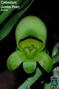 Catasetum Jumbo Pearl