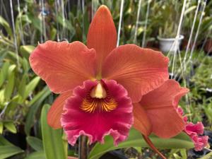 Rhyncholaeliocattleya Tzeng-Wen Sunset