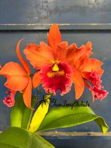Rhyncholaeliocattleya Tzeng-Wen Sunset