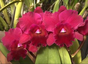 Rhyncholaeliocattleya Samba Jewel