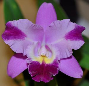 <i>Cattleya</i> Colin McCully