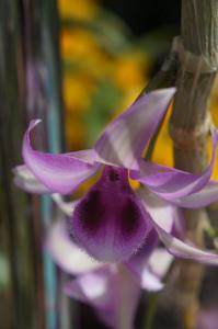 Dendrobium Hsinying Sweetscent