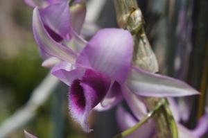 Dendrobium Hsinying Sweetscent