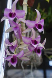 Dendrobium Hsinying Sweetscent