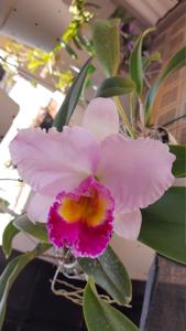 Cattleya Nobile's Emotion