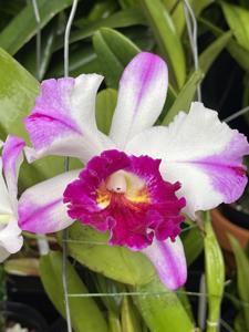 Rhyncholaeliocattleya Kuwale Gem