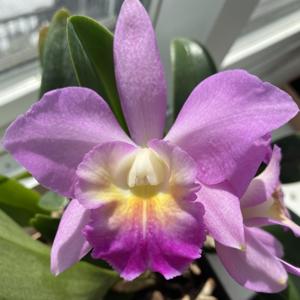 Cattleya Dal's Magic