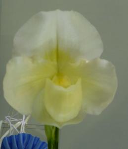 Paphiopedilum Tokyo Knight Dream