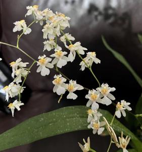 Oncidium Tsiku Marguerite