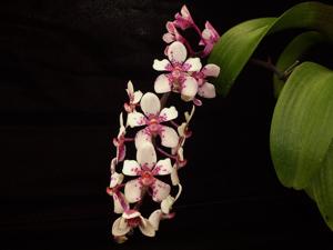 Sartylis Bravehart