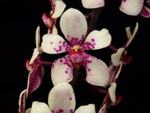 Sartylis Bravehart