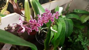 Sartylis Bravehart