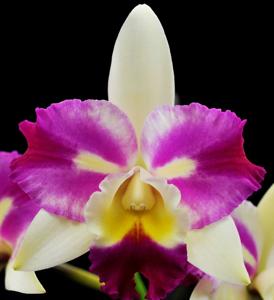 Cattleya Mari's Magic
