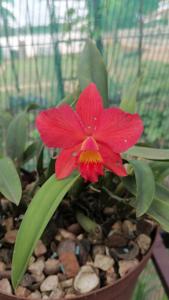 <i>Cattleya</i> Crown Jewel