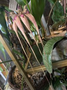 Bulbophyllum Melting Point