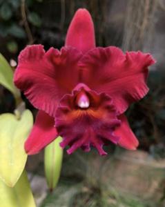 <i>Rhyncholaeliocattleya</i> Mem. Mickey Boatwright