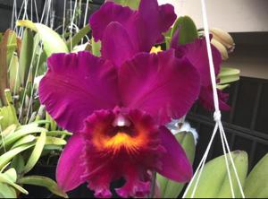Rhyncholaeliocattleya Samba Splendor