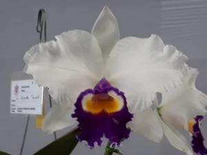 Rhyncholaeliocattleya Samba Trend