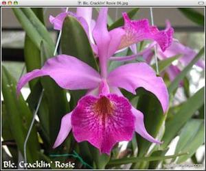 <i>Rhynchobrassoleya</i> Cracklin' Rosie