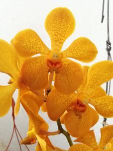 Aranda Chao Praya Sunset