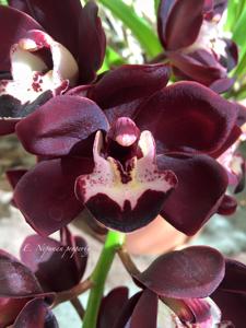 Cymbidium Kiwi Midnight