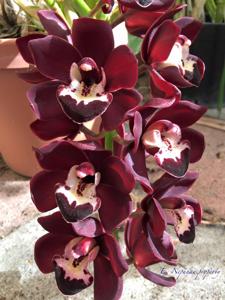 Cymbidium Kiwi Midnight
