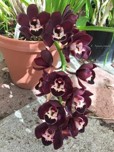Cymbidium Kiwi Midnight