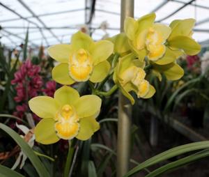 Cymbidium Kiwi Paradise