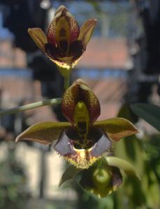 <i>Catasetum</i> Pierre Loti