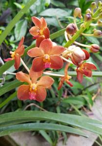 Vanda Fulford's Gold