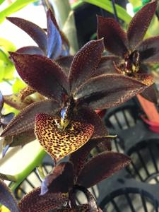 Cycnodes Jumbo Erebus