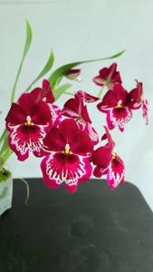 Miltoniopsis Lila Fearneyhough