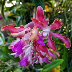 Myrmecocattleya Keith Goldson