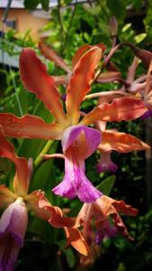 Myrmecocattleya Keith Goldson