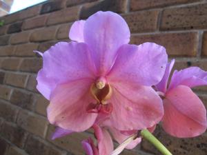 Papilionanda Pure Delight