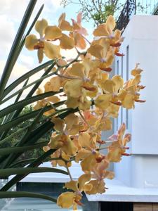 Papilionanda Elishea Hidajat