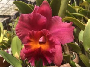 Rhyncholaeliocattleya Annie Zilius